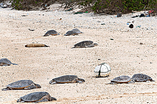 夏威夷,绿海龟,龟类,休息,海滩,塑料制品,碎片,50,相互,圆形,北方,太平洋