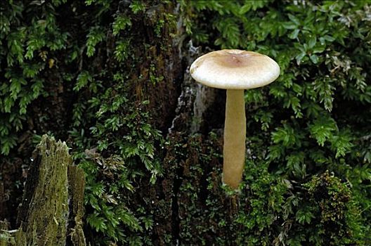 蘑菇,德国
