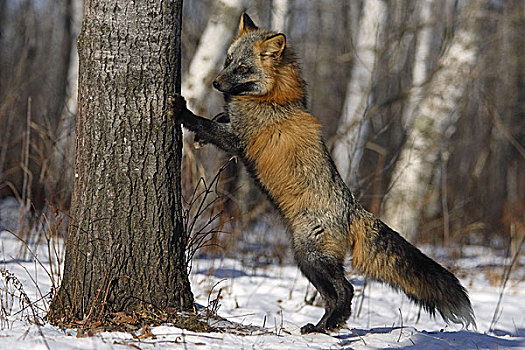 红狐,狐属,原木