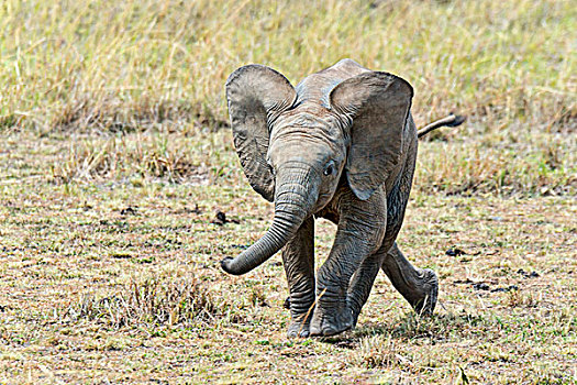 非洲象,幼兽,3个月,马赛马拉,肯尼亚,非洲