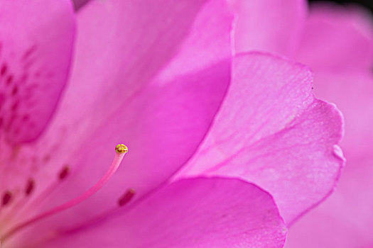 盛开的芙蓉花