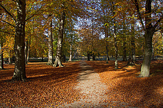 秋色,公园,北方,哥本哈根,丹麦