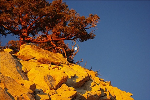 树,月亮,岩石上,日出,内华达山脉,加利福尼亚
