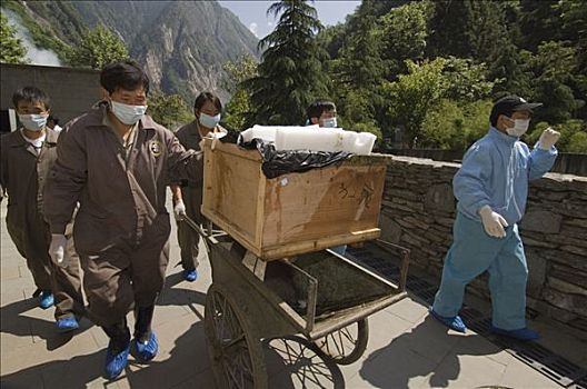 大熊猫,恢复,努力,棺材,墓地,五月,2008年,地震,卧龙,中国