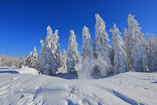 东北,劳力,雪景