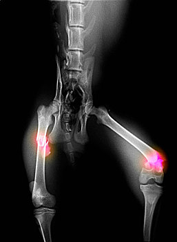 x光,美国山猫,断裂,股骨
