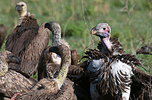 秃鹰,肉垂秃鹫,马赛马拉国家保护区,肯尼亚