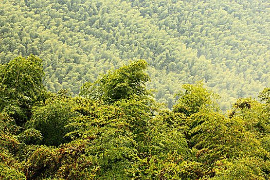 山谷,竹林,俯视