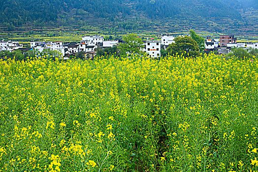 安徽,婺源,油菜花,春天,烂漫