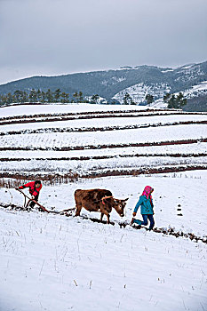 云南东川红土地雪原中的农民在耕地