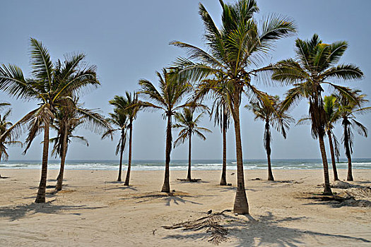 棕榈树,海滩,靠近,塞拉莱,佐法尔,区域,阿曼,亚洲
