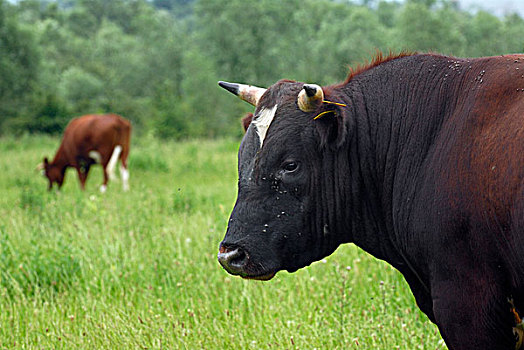 家牛,公牛,荷兰