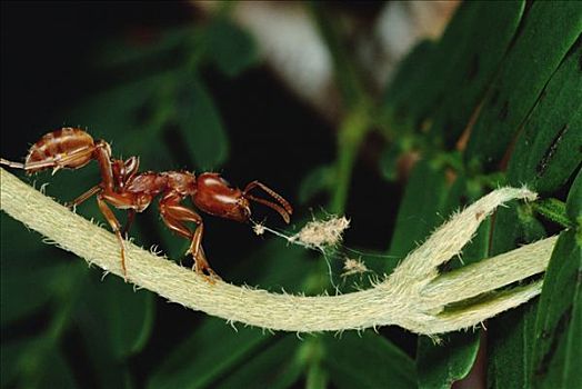 蚂蚁,撕,向上,藤,主人,刺,金合欢,刺槐,哥斯达黎加