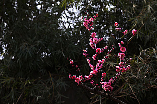 梅花,花朵,梅园,春天,报春