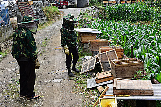 蜜蜂养殖取蜂蜜