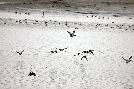 山东省日照市,入海口湿地公园生机盎然,数万鸟儿在这里安然越冬