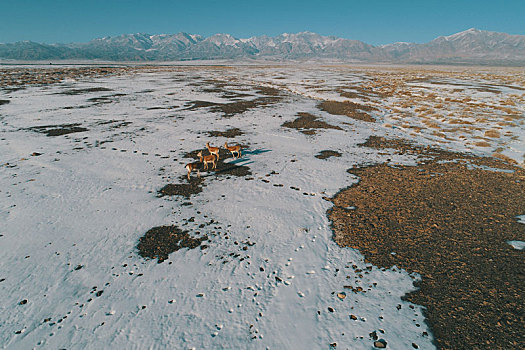 新疆哈密,鹅喉羚成群下天山,戈壁荒漠悠然觅草食