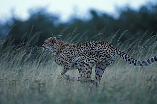 肯尼亚,马塞马拉野生动物保护区,青少年,印度豹,猎豹,高,热带草原,草