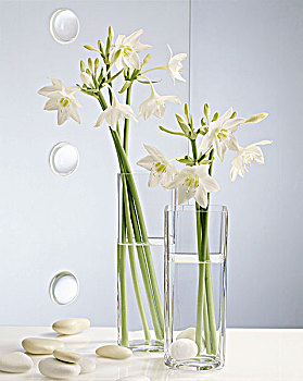 白色,百合,玻璃花瓶,鹅卵石,蓝色背景