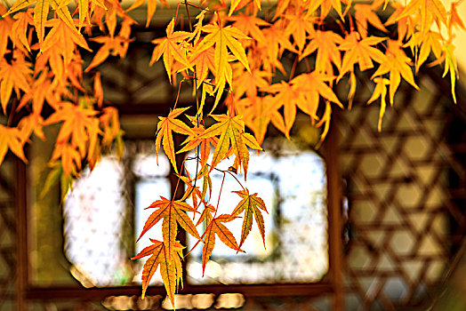 秋天格栅窗户前的黄色枫树叶