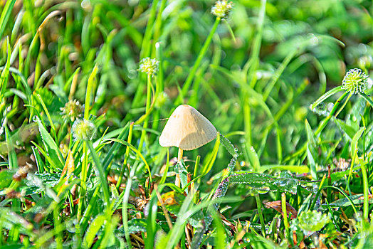 野生菌类蘑菇