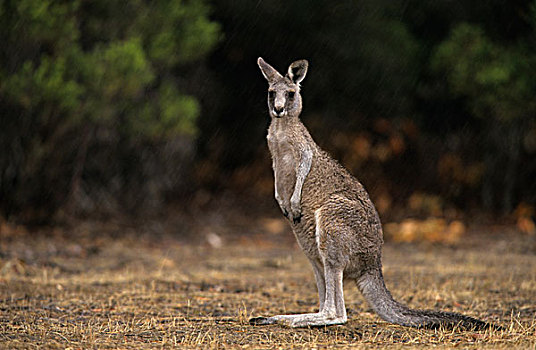 东方,灰色,袋鼠,成年,站立,干枯,地面,澳大利亚