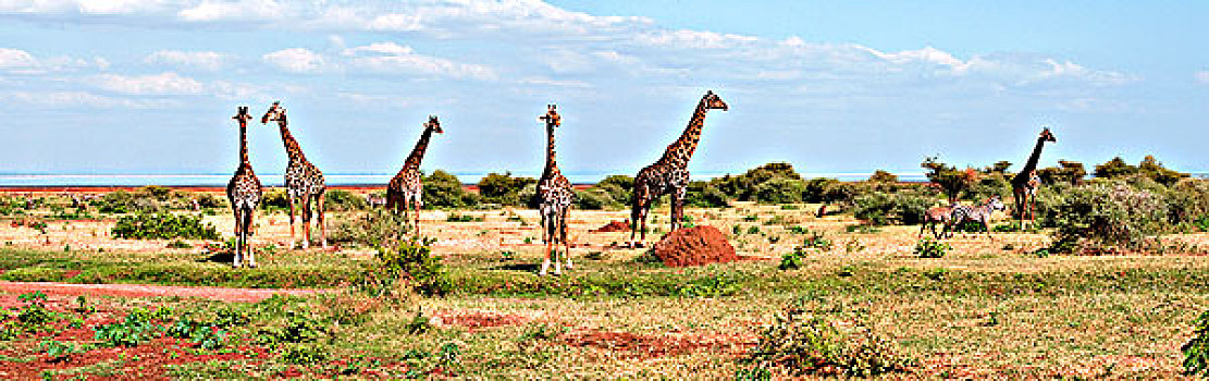 牧群,长颈鹿,土地,国家公园,坦桑尼亚