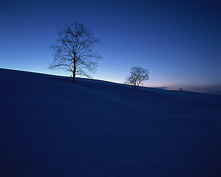 雪地,树,夜晚