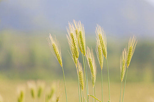 麦子麦田