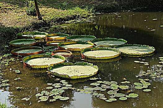 印度,西孟加拉,加尔各答,植物园