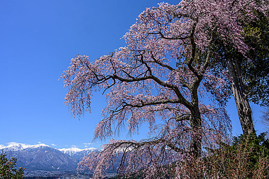 风景,庙宇,长野,日本