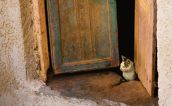 猫,入口,锡拉岛,基克拉迪群岛,希腊