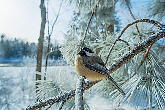 山雀,坐,雪,树枝,安大略省,加拿大