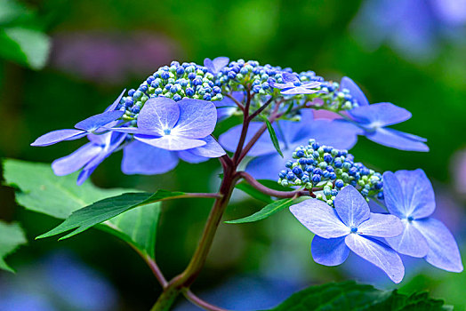 蓝色,山,八仙花属,花,德国,欧洲