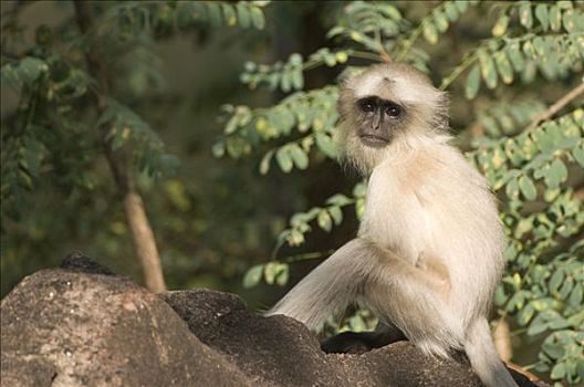 哈奴曼,叶猴,普通,长尾叶猴,年轻,国家公园,中央邦,印度