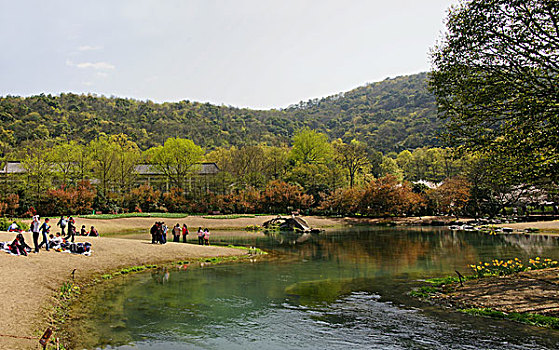 西湖郁金香,太子湾公园