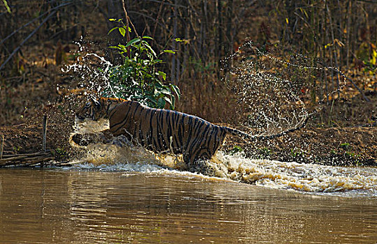 水,皇家,孟加拉虎,虎,自然保护区,印度
