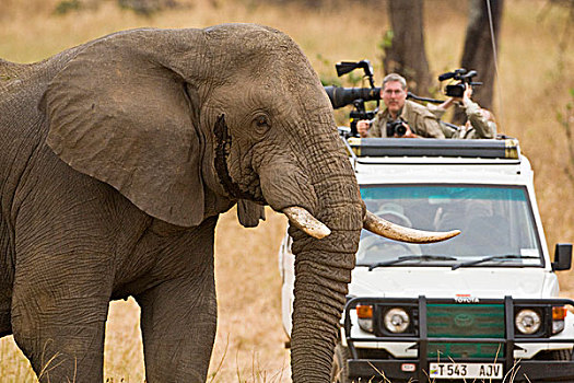 非洲,坦桑尼亚,公象,小路,摄影师,塔兰吉雷国家公园