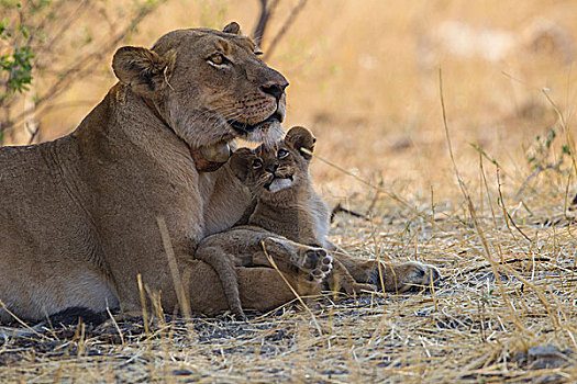 非洲,津巴布韦,北部省,万基国家公园,狮子,雌狮,幼兽