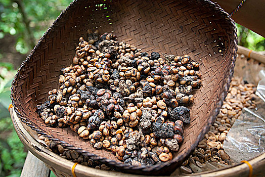 发酵,咖啡豆,亚洲,手掌,咖啡种植园,乌布,巴厘岛,印度尼西亚