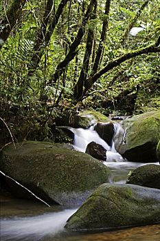 雨林,瀑布,靠近,入口,京那巴鲁山,国家公园,沙巴,婆罗洲