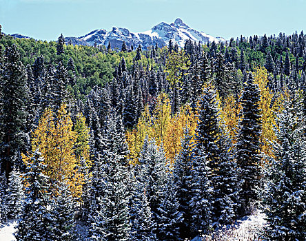 科罗拉多,圣胡安山,第一,雪,秋色,树林,仰视,雪山,大幅,尺寸