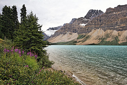 湖,冰河,背景,弓湖,毛茛属植物,班芙国家公园,艾伯塔省,加拿大