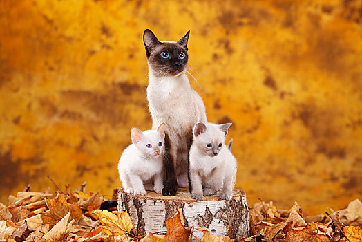 暹罗,猫,老,输入,小猫,泰国,坐在树上,树干,秋叶,秋天