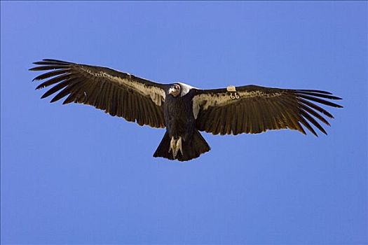 加州秃鹰,成年,翼展,脚,飞,濒临灭绝,穿,无线电,发射器,靠近,锡安国家公园,犹他