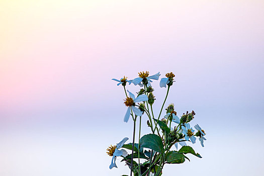 夕阳下,小花