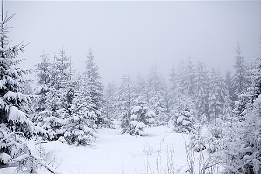 积雪,冬季风景