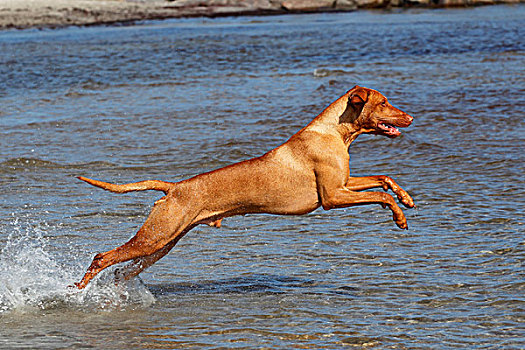马扎尔,维希拉猎犬,匈牙利,指示,狗,水,海滩