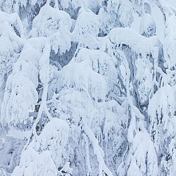 西岭雪山大雪的美丽风景