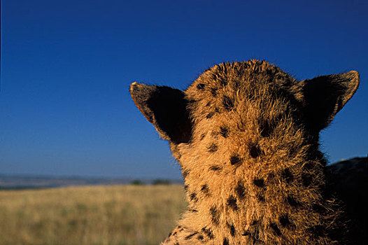 非洲,肯尼亚,马塞马拉野生动物保护区,成年,女性,印度豹,猎豹,背影